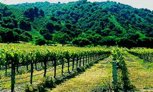Carmel Valley Vineyard